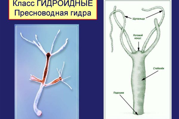 Кракен 18 вход